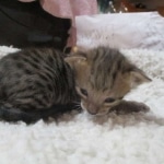 Savannah, F-3C, BST, Female, DOB 9-10-11