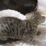 Savannah, F-3C, BST, Female, DOB 9-10-11