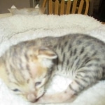 Savannah, F-3C, BST, Female, DOB 9-10-11