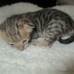 Savannah, F-3C, BST, Female, DOB 9-10-11