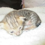 Savannah, F-3C, BST, Female, DOB 9-10-11