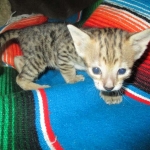 Savannah, F-3C, BST, Female, DOB 9-10-11