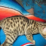 Savannah, F-3C, BST, Female, DOB 9-10-11