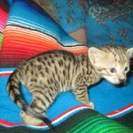 Savannah, F-3C, BST, Female, DOB 9-10-11