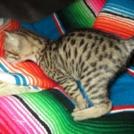 Savannah, F-3C, BST, Female, DOB 9-10-11