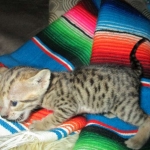 Savannah, F-3C, BST, Female, DOB 9-10-11