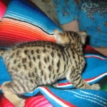 Savannah, F-3C, BST, Female, DOB 9-10-11