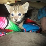 Savannah, F-3C, BST, Female, DOB 9-10-11