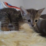 Savannah, F-3C, BST, Female, DOB 9-10-11