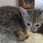 Savannah, F-3C, BST, Female, DOB 9-10-11