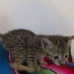 Savannah, F-3C, BST, Female, DOB 9-10-11