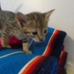 Savannah, F-3C, BST, Female, DOB 9-10-11