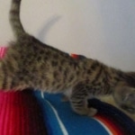 Savannah, F-3C, BST, Female, DOB 9-10-11