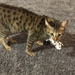 Ginger, savannah female at 18 months old