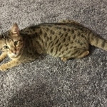 Ginger, savannah female at 18 months old