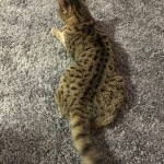 Ginger, savannah female at 18 months old