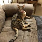 Ginger, savannah female at 18 months old