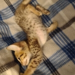 Savannah Female kitten F-4 SBT DOB 5-4-21