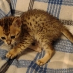 Savannah Female kitten F-4 SBT DOB 5-4-21