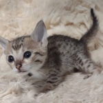 Savannah Female kitten F-4 SBT DOB 5-4-21