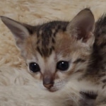 Savannah Female kitten F-4 SBT DOB 5-4-21