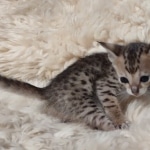 Savannah Female kitten F-4 SBT DOB 5-4-21