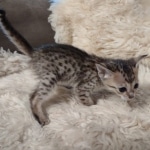 Savannah Female kitten F-4 SBT DOB 5-4-21-ad3e-97e3d34ab7f5_IMG_20210611_16454444