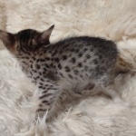 Savannah Female kitten F-4 SBT DOB 5-4-21