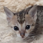 Savannah Female kitten F-4 SBT DOB 5-4-21