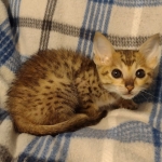 Savannah Female kitten F-4 SBT DOB 5-4-21