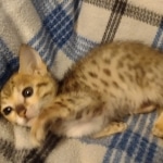 Savannah Female kitten F-4 SBT DOB 5-4-21