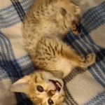 Savannah Female kitten F-4 SBT DOB 5-4-21