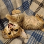 Savannah Female kitten F-4 SBT DOB 5-4-21