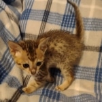 Savannah Female kitten F-4 SBT DOB 5-4-21