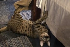 Te Kah, Savannah F-4C Brown Spotted Male DOB 3-17-17