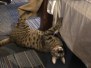 Te Kah, Savannah F-4C Brown Spotted Male DOB 3-17-17