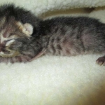 Savannah, F-4C,Male, BST, DOB 3-17-17