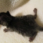 Savannah, F-4C,Male, BST, DOB 3-17-17