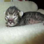 Savannah, F-4C,Male, BST, DOB 3-17-17