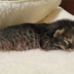 Savannah, F-4C,Male, BST, DOB 3-17-17