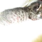 Savannah, F-4C,Male, BST, DOB 3-17-17