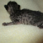 Savannah, F-4C,Male, BST, DOB 3-17-17