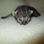 Savannah, F-4C,Male, BST, DOB 3-17-17