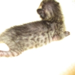 Savannah, F-4C,Male, BST, DOB 3-17-17