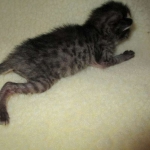 Savannah, F-4C,Male, BST, DOB 3-17-17