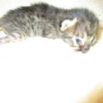 Savannah, F-4C,Male, BST, DOB 3-17-17