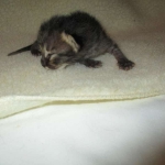 Savannah, F-4C,Male, BST, DOB 3-17-17