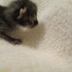 Savannah, F-4C,Male, BST, DOB 3-17-17