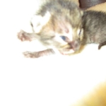 Savannah, F-4C,Male, BST, DOB 3-17-17