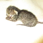 Savannah, F-4C,Male, BST, DOB 3-17-17